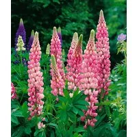 Pflanzen für Dich Staude Lupinus poly. Schlossfrau, 1 St., Lupine, Vielblättrige Lupine