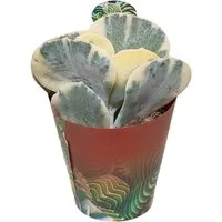Exotenherz Kaktus Cotyledeon orbiculata undulata variegata Rarität 6,5cm Topf