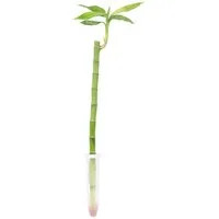 Flowerbox Zimmerpflanze Glücksbambus "Lucky Bamboo" gerader Stengel - Dracaena Sanderiana, im Röhrchen - Höhe ca. 50 cm, Topf-Ø 5 cm