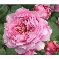 Dehner Rose Nostalgie®-Edelrose Eisvogel®, lavendel-farben, Züchter Tantau, Rose mit duftenden und gefüllten Blüten