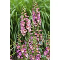 Pflanzen für Dich Staude Digitalis purpurea, 1 St., Roter Fingerhut, Wald-Fingerhut, Gemeiner Fingerhut