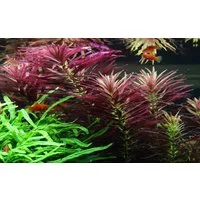 Aquaone Wasserpflanze Aquarium Pflanze Limnophila hippuridoides Nr.047C
