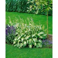 Pflanzen für Dich Staude Hosta und. Mediovariegata, 1 St., Funkie, Herzblattlilie