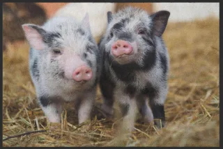 Fussmatte Schwein 5083 | Größe: 60 cm x 45 cm