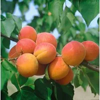 Pflanzen für Dich Obstpflanze Prunus armen. Harcot, 1 St., Aprikose, Marille, süßfruchtig, frühreifend
