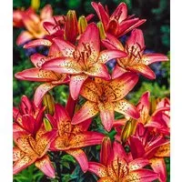 BALDUR Garten Blumenzwiebeln Lilie 'Italia', Trompetenförmigen, winterhart, mehrjährig, pflegeleicht