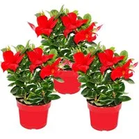 Exotenherz Topfpflanze Dipladenia Chilenischer Jasmin verschiedene Farben 10cm Topf 3er Set