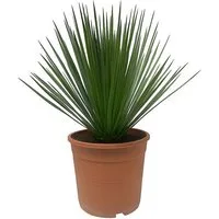 Exotenherz Topfpflanze Palmlilie Yucca rostrata - winterhart