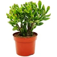 Exotenherz Kaktus Dickblatt Löffelbaum Crassula "Hobbit" Sukkulente 12cm Topf