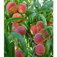 BALDUR Garten Pfirsichbaum Pfirsich 'Majorita®', 1 St., Neuzüchtung, winterhart, mehrjährig, pflegeleicht, robust