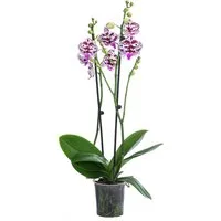 Dehner Zimmerpflanze Schmetterlingsorchidee Signature Speechless Elegance, 60cm, pink-weiß, zweitriebig, pflegeleicht