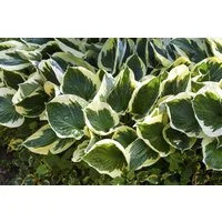 Pflanzen für Dich Staude Hosta fortunei Stenantha, 1 St., Funkie, Herzblattlilie