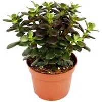 Exotenherz Kaktus Crassula portulacea minor - Pfennigbaum - große Pflanze im 12cm