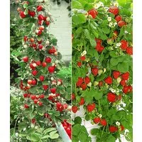 BALDUR Garten Obstpflanze Erdbeer-Kollektion 'Hummi®', 4 St., Selbstbefruchtend, winterhart, mehrjährig, essbar