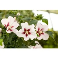 Pflanzen für Dich Gehölze Hibiscus syriacus Hamabo, 1 St., Garteneibisch, Straucheibisch