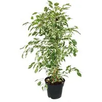 Exotenherz Zimmerpflanze Ficus benjamini "Twilight" im 17cm Topf