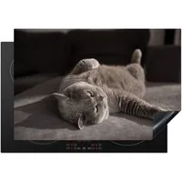 MuchoWow Herd-Abdeckplatte Tier - Katze - Grau, Vinyl, (1 tlg), Cerankochfeld Abdeckung, Herd Abdeckplatten Vinyl, 76x51.5 cm