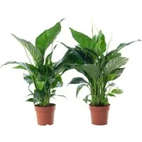 Flowerbox Zimmerpflanze Einblatt 3-5 Blüten/Knospen - Spathiphyllum, 2er-Set, pflegeleicht - Höhe ca. 50 cm, Topf-Ø 13 cm