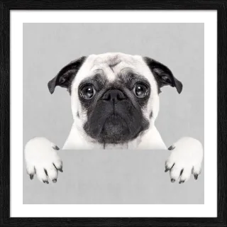 Gerahmtes Bild FUNNY DOG II