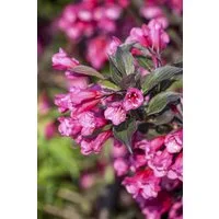 Pflanzen für Dich Gehölze Weigela florida Victoria, 1 St., Weigelie, Glockenstrauch