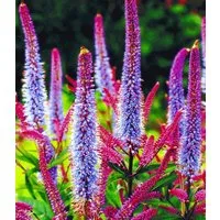 BALDUR Garten Staude Veronika 'Cupido', 2 St., Ehrenpreis, winterhart, mehrjährig