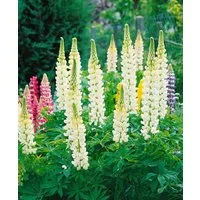 Pflanzen für Dich Staude Lupinus poly. 'Fräulein', 1 St., Lupine, Vielblättrige Lupine