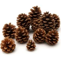 NaDeco Bastelnaturmaterial Schwarzkiefer-Zapfen 1kg Pinus nigra