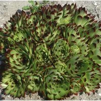 Pflanzen für Dich Staude Sempervivum cult. Reinhard, 1 St., Hauswurz, Dachwurz