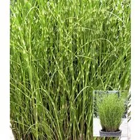 BALDUR Garten Gräser Zebra-Gras, 3 St., Frostunempfindlich, winterhart, pflegeleicht, robust