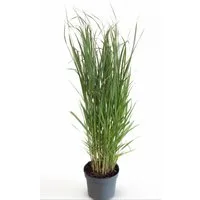 Pflanzen für Dich Gräser Panicum virg. Northwind, 1 St., Rutenhirse, aufrecht, winterhart