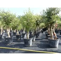 gruenwaren jakubik Olivenbaum Olivenbaum Olive "Angebot" 150 - 180 cm, winterhart, Olea Europaea