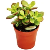 Exotenherz Kaktus Crassula portulacea minor - Pfennigbaum - im 5,5cm Topf