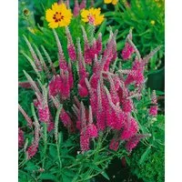 Pflanzen für Dich Staude Veronica spic. Rotfuchs, 1 St., Ähriger Ehrenpreis, Roter Ehrenpreis