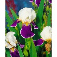 Pflanzen für Dich Staude Iris barb.-elat. Wabash, 1 St., Bart-Iris, Schwertlilie