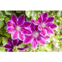Pflanzen für Dich Kletterpflanze Clematis Hybride Dr. Ruppel, 1 St., Clematis, Waldrebe, zweifarbig, langblühend