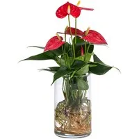 Dehner Zimmerpflanze Waterplant Flamingoblume, Anthurium Red Champion, Ø 9 cm x 25 cm, pflegeleichte Wasserpflanze im Glas