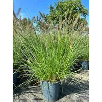 Pflanzen für Dich Gräser Pennisetum alopec. Hameln, 1 St., Lampenputzergras, Federborstengras, kompakt, herbstblühend