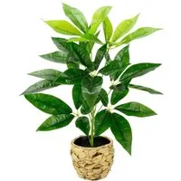 Kunstpflanze Schefflera, I.GE.A., Höhe 48 cm, Mit Übertopf Künstliche Seidenblumen