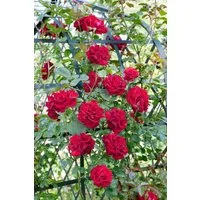 Pflanzen für Dich Rose Rosa Santana