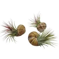 meinvipshop Hängedekoration Schnecke Helix pomatia im 3er Set mit echter Tillandsie Luftpflanze (Set, 3er Set)