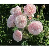 Dehner Rose Kletterrose Divina, Züchter Tantau, dicht gefüllte rosa Blüten
