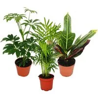 Exotenherz Zimmerpflanze Zimmerpflanzen Set mit 3 Pflanzen - Typ 1- 9cm