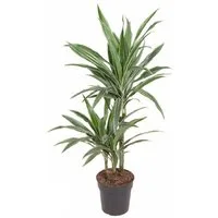 meinvipshop Zimmerpflanze Drachenbaum XXL 100cm Zimmerpflanze