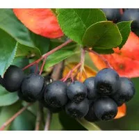 Dehner Obstpflanze Schwarze Apfelbeere Nero, Aronia melanocarpa, schwarz-violette Früchte, insektenfreundliche, robuste und ertragreiche Vitaminpflanze