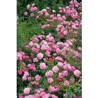 Pflanzen für Dich Rose Rosa Sommerwind