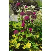 Pflanzen für Dich Staude Angelica gigas, 1 St., Koreanische Engelwurz