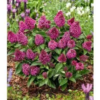 BALDUR Garten Zierstrauch Zwerg-Schmetterlingsflieder 'Little Rockstars®' rot, 1 St., Sommerflieder, lange Blütezeit, winterhart, mehrjährig