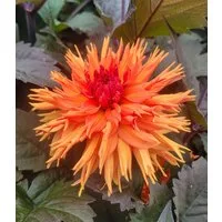 BALDUR Garten Blumenzwiebeln Dahlie 'Iron in the Fire®', Flammen-Dahlie, mehrjährig, besondere Farbe