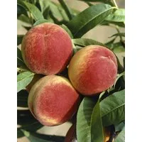 Pflanzen für Dich Obstpflanze Prunus persica South Haven, 1 St., Pfirsichbaum, Pfirsich, süß, saftig
