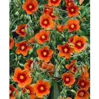 Pflanzen für Dich Staude Helianthemum cult. Bronzeteppich, 1 St., Sonnenröschen, Felsenrose